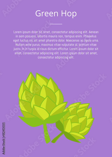 Green Humulus Hop Vector Illustration Isolated