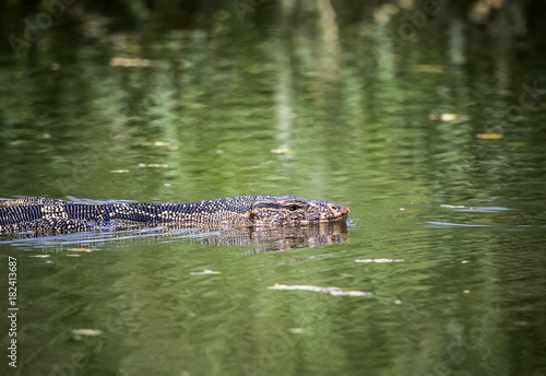 Varanus salvator swimming in the water.