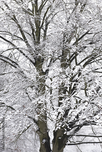 Baum im Winter