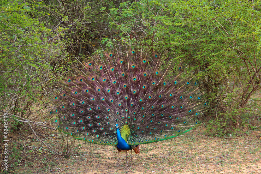 Obraz premium peacock with a beautiful straight tail