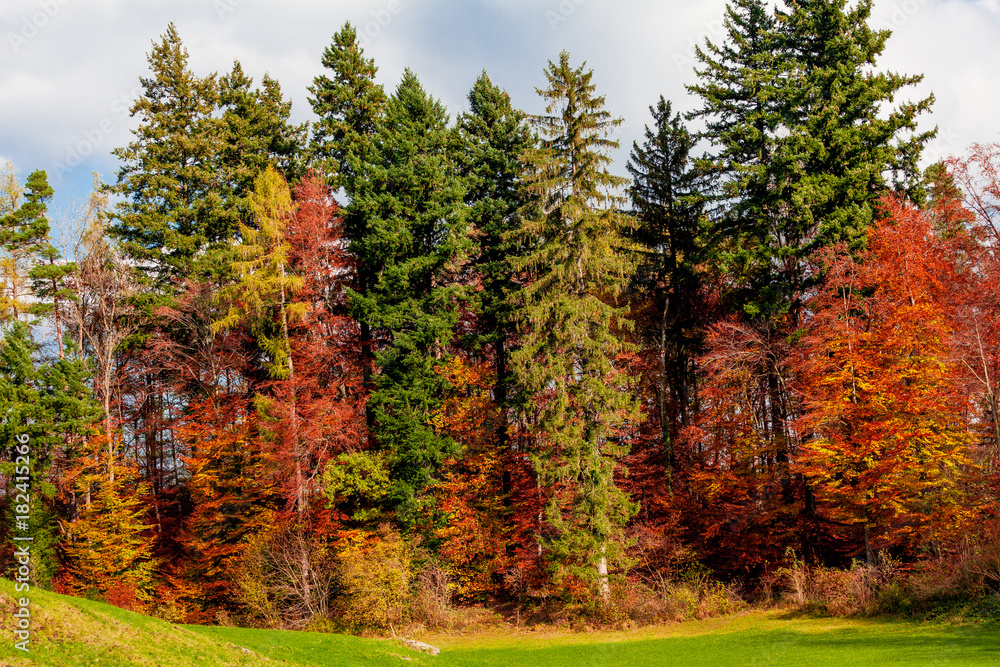Fototapeta premium tree forest in morning time