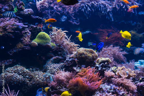 Fototapeta Naklejka Na Ścianę i Meble -   tropical Fish. Underwater world landscape