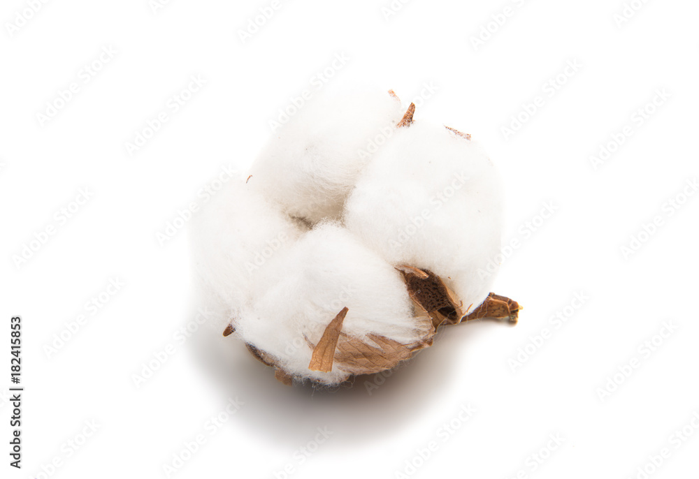 Fluffy cotton ball of cotton plant Fluffy cotton ball of cotton plant