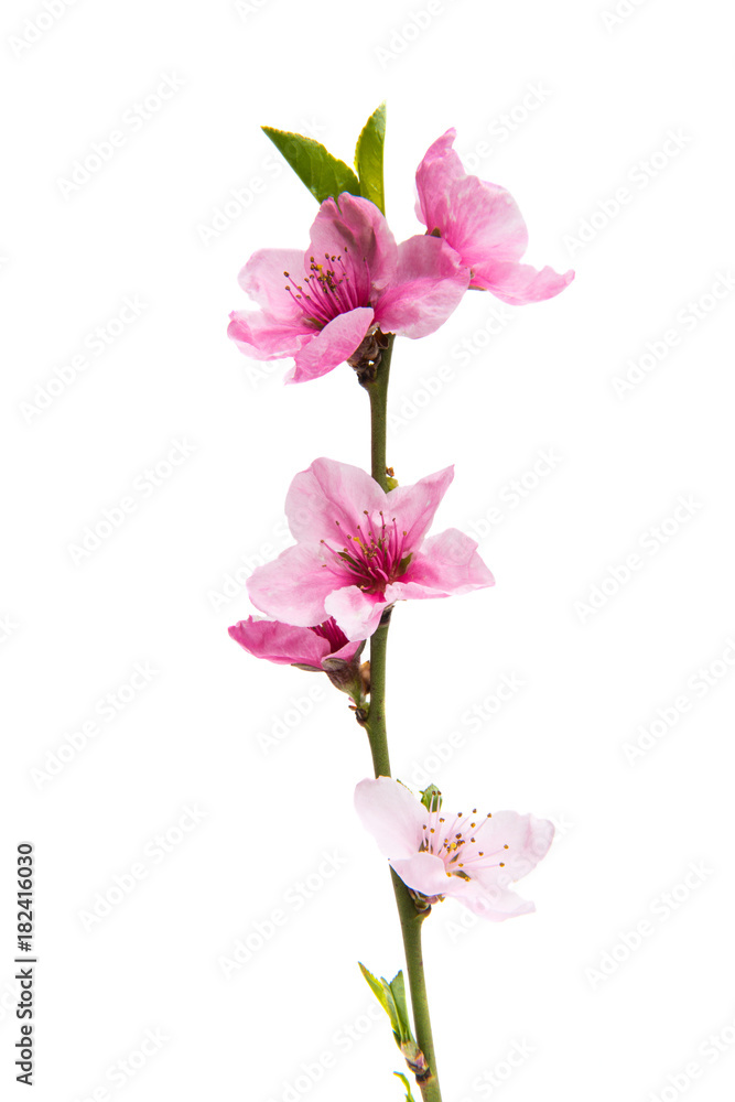Sakura flowers isolated Sakura flowers isolated