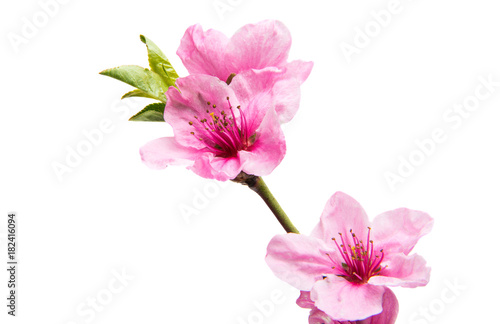 Sakura flowers isolated