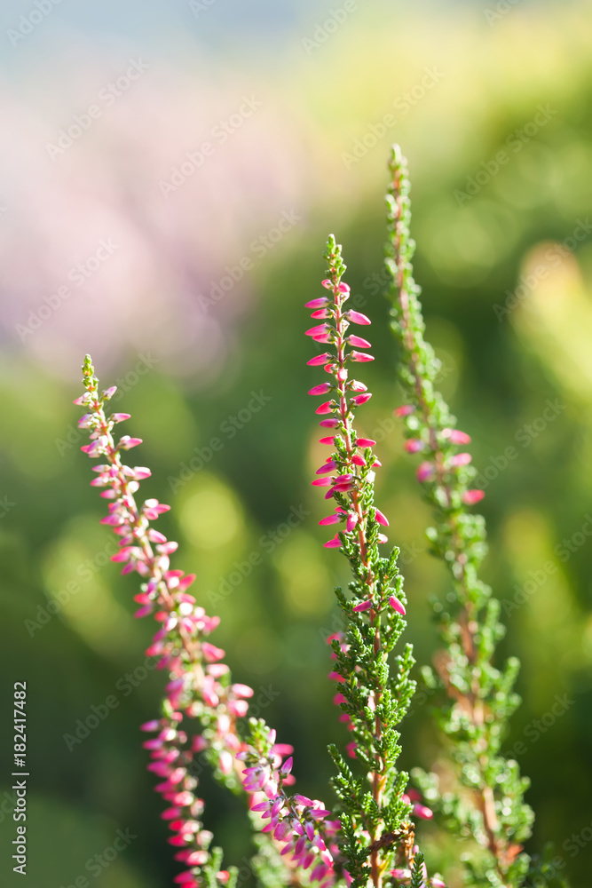 Obraz premium Natural Heather flower field. Calluna vulgaris. Small pink, lilac, violet flowers. soft focus. Vertical photo
