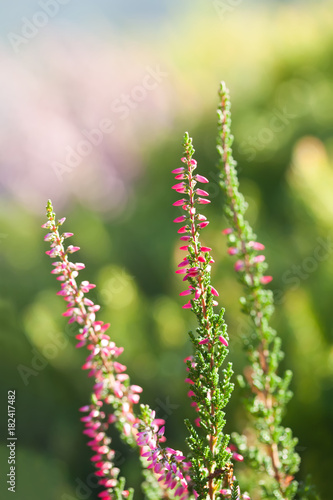 Natural Heather flower field. Calluna vulgaris. Small pink  lilac  violet flowers. soft focus. Vertical photo