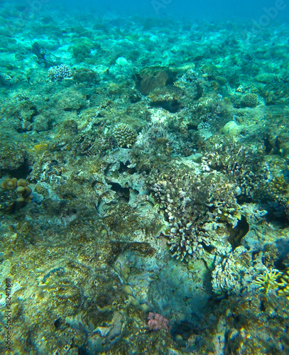 red sea and coral reef