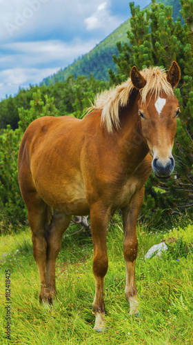 Beautiful landscape with wild horse in the mountain