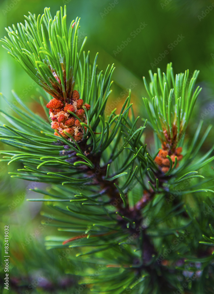 Fresh branch of fir tree with fir cones closeup Fresh branch of fir tree with fir cones closeup