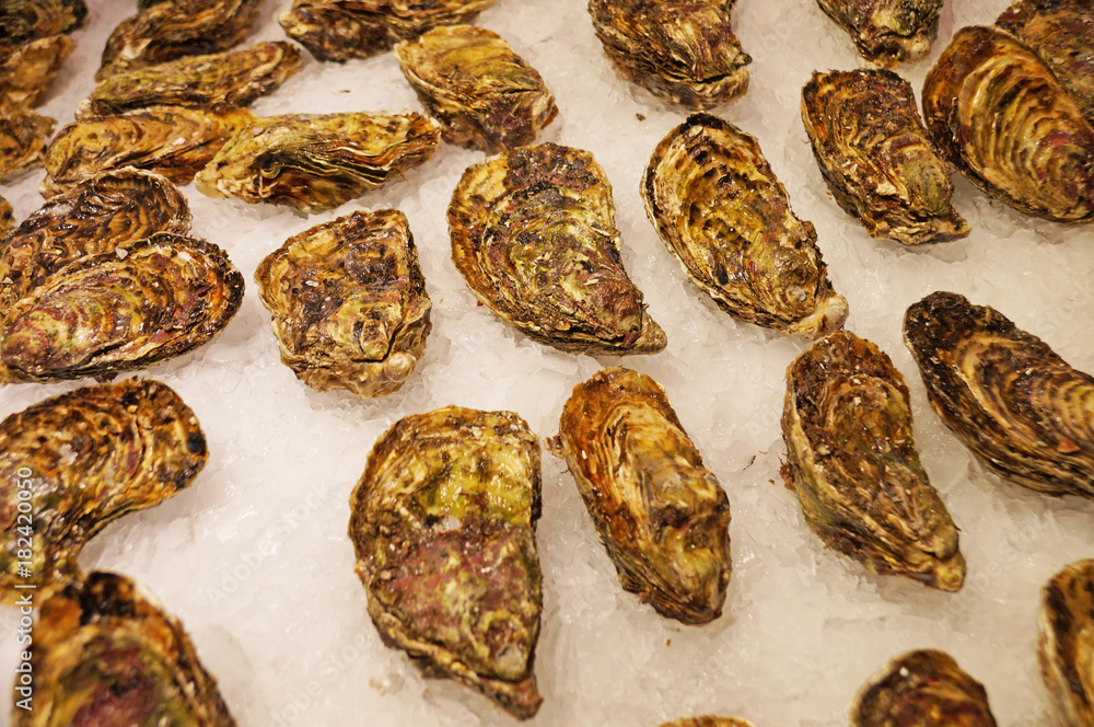 Fresh oysters lie on the cold ice. Sale of oysters. Fresh seafood is isolated on ice. Oysters isolated on white ice. Fresh oysters lie on the cold ice. Sale of oysters. Fresh seafood is isolated on ice. Oysters isolated on white ice.