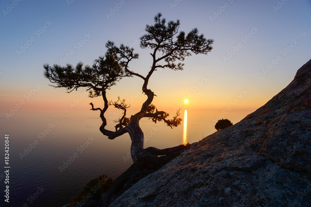 Alone tree on the edge of the cliff against the backdrop of the Black Sea at sunset time. Picturesque landscape with mountains and orange sky