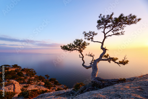 Alone tree on the edge of the cliff against the backdrop of the Black Sea at sunset time. Picturesque landscape with mountains and orange sky