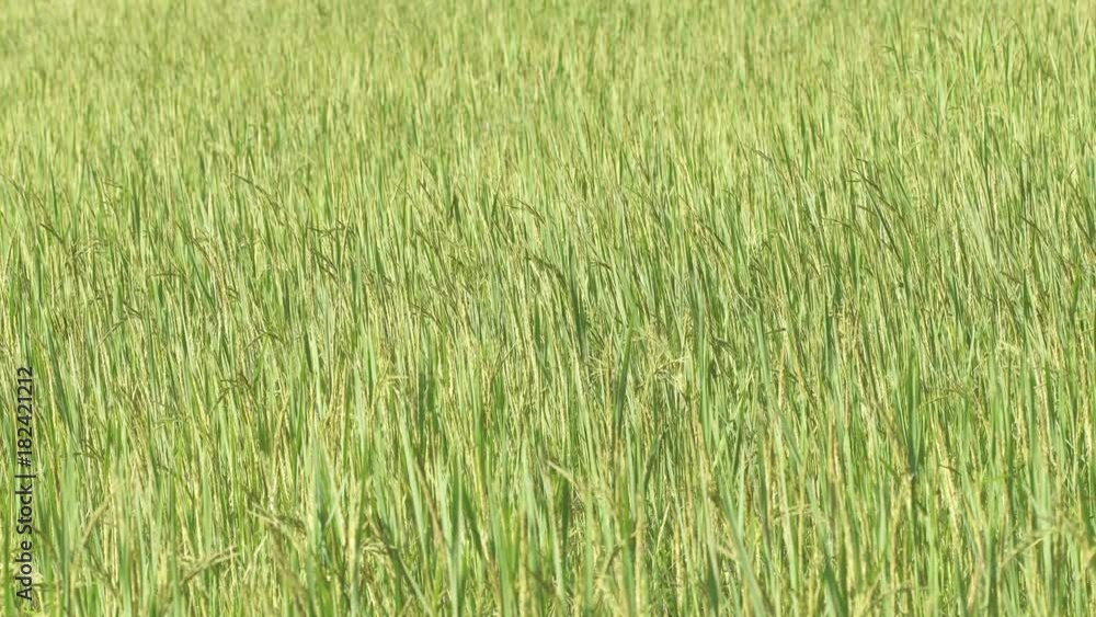 Close up of the beautiful rice plants in gorgeous paddy field on organic farm.
