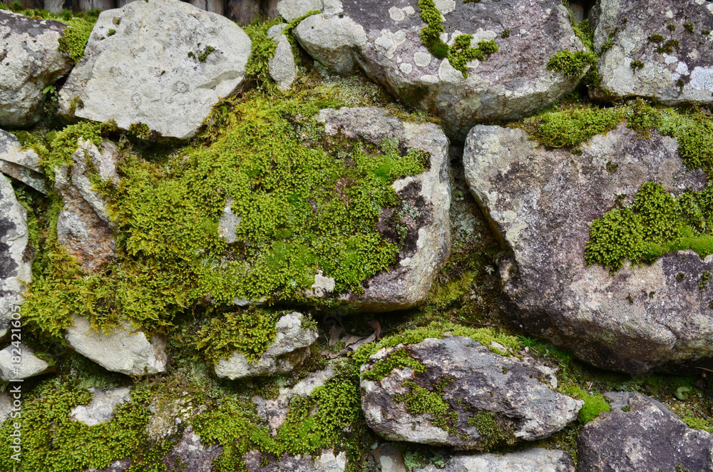 Green moss or lichen on stone wall