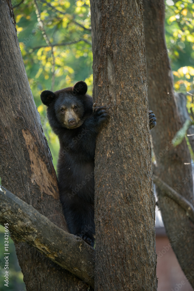 Obraz premium cub in tree 2