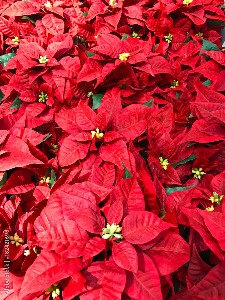 Beautiful red Poinsettia christmas flower
