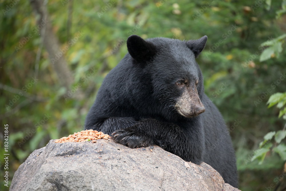 Fototapeta premium bear with crossed paws