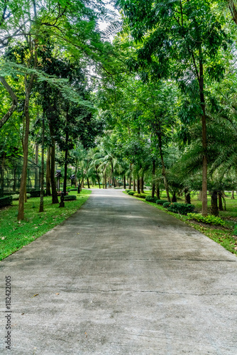 Road in the park