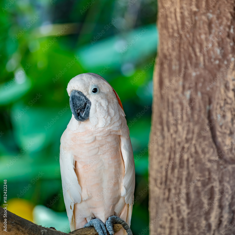 Obraz premium White cockatoos