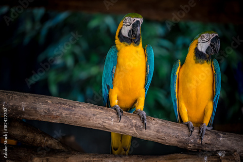 Colorful macaw on branch