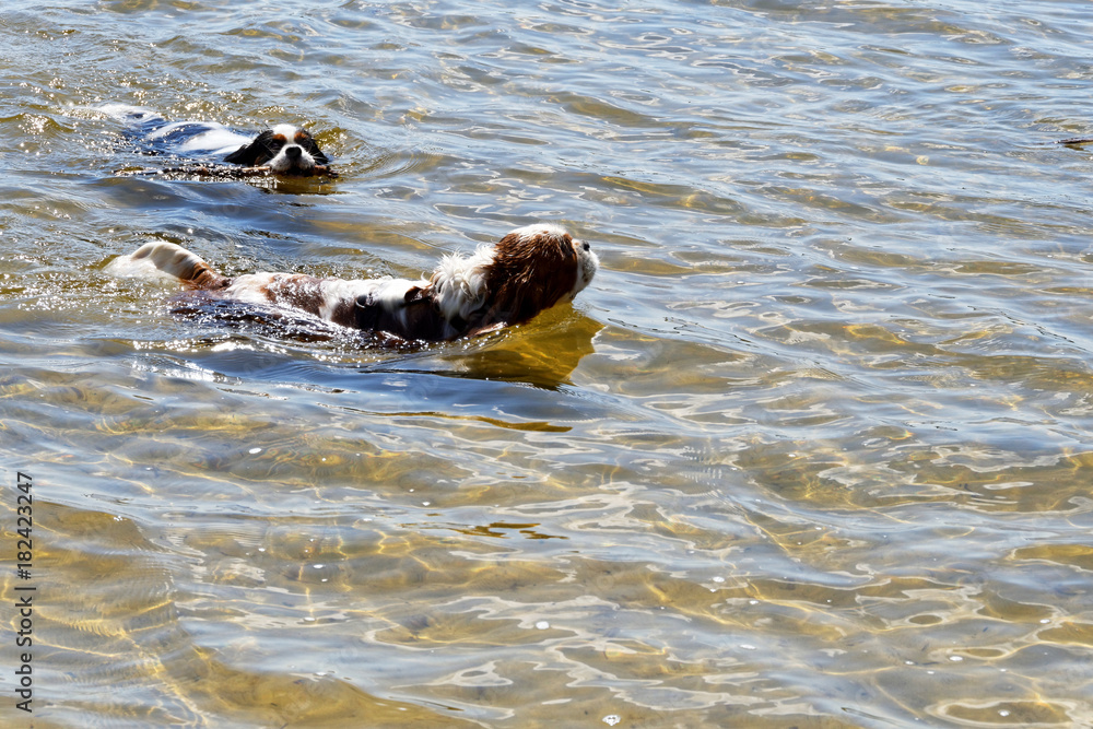 Obraz premium Deux toutous dans l'eau