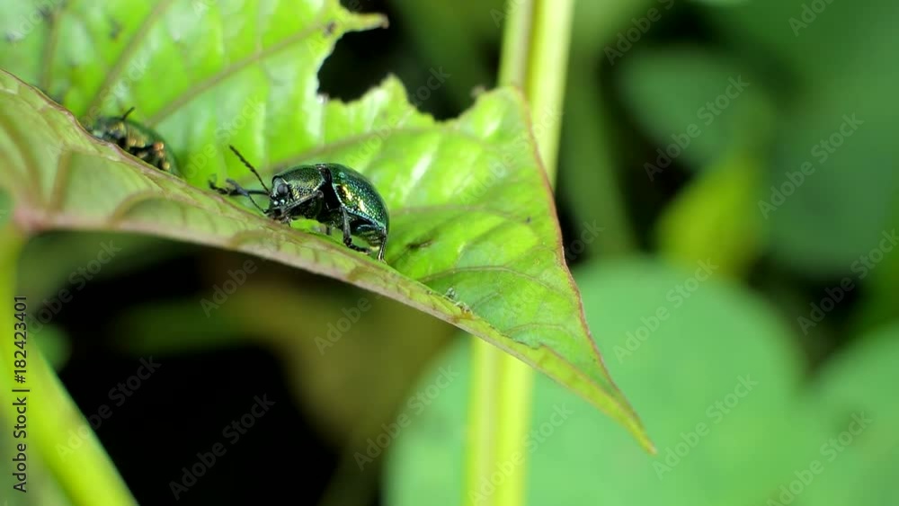 Green beetle on the green leaf in tropical rain forest. Green beetle on the green leaf in tropical rain forest.