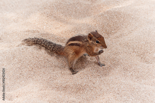Tableau sur toile Funny Little Chipmunk on Sand Beach.