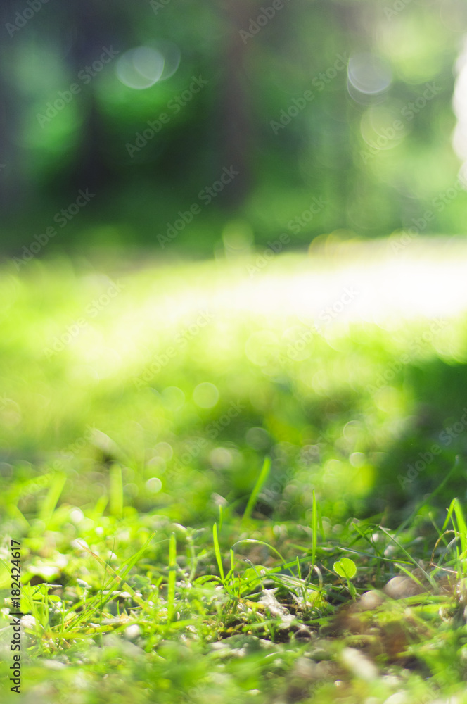 Summer background with grass Summer background with grass