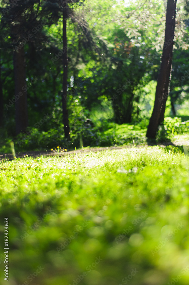 Summer background with grass Summer background with grass