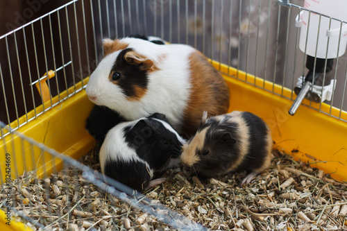 Guinea pig with cubs in a cage.