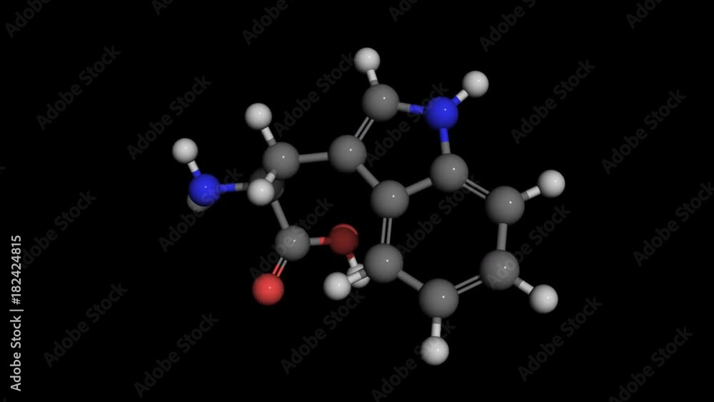L-tryptophan ball and stick molecule model rotating. Tryptophan is an essential amino acid L-tryptophan ball and stick molecule model rotating. Tryptophan is an essential amino acid