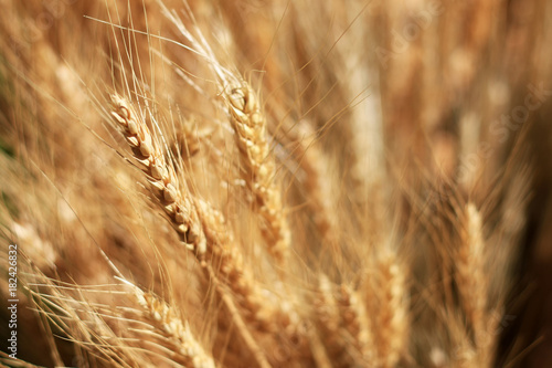 Closeup on golden wheat field or barley. Barley plants agriculture background.