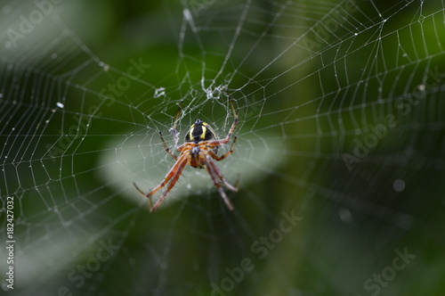 European garden spider. Araneus diadematus is an orb-weaver spider found in Europe. spider on web. spider on green background. 