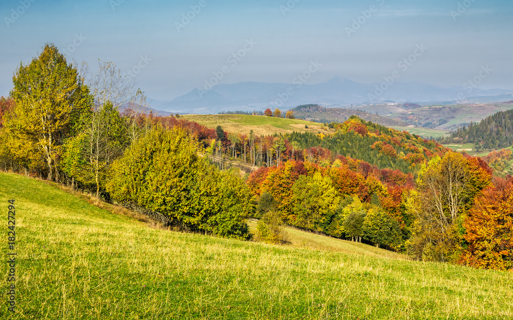 forested rural hillsides in autumn. trees with red foliage on a grassy slopes of Carpathians. mountain ridge with high peak slightly visible in the far distance 