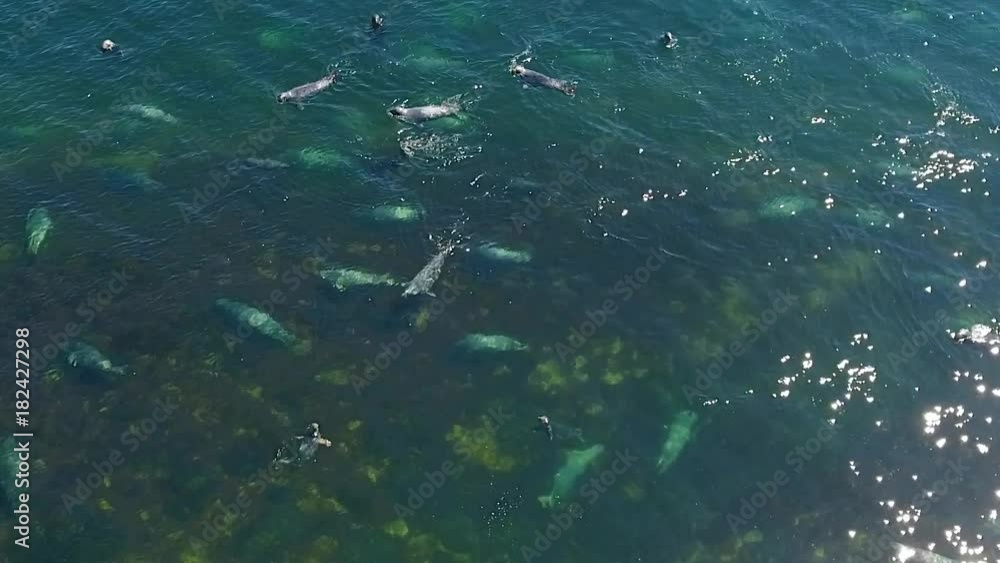 Aerial slow motion shot of grey seal pods swimming in the sea Aerial slow motion shot of grey seal pods swimming in the sea