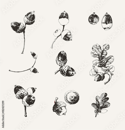Hand drawn acorns and oak branch