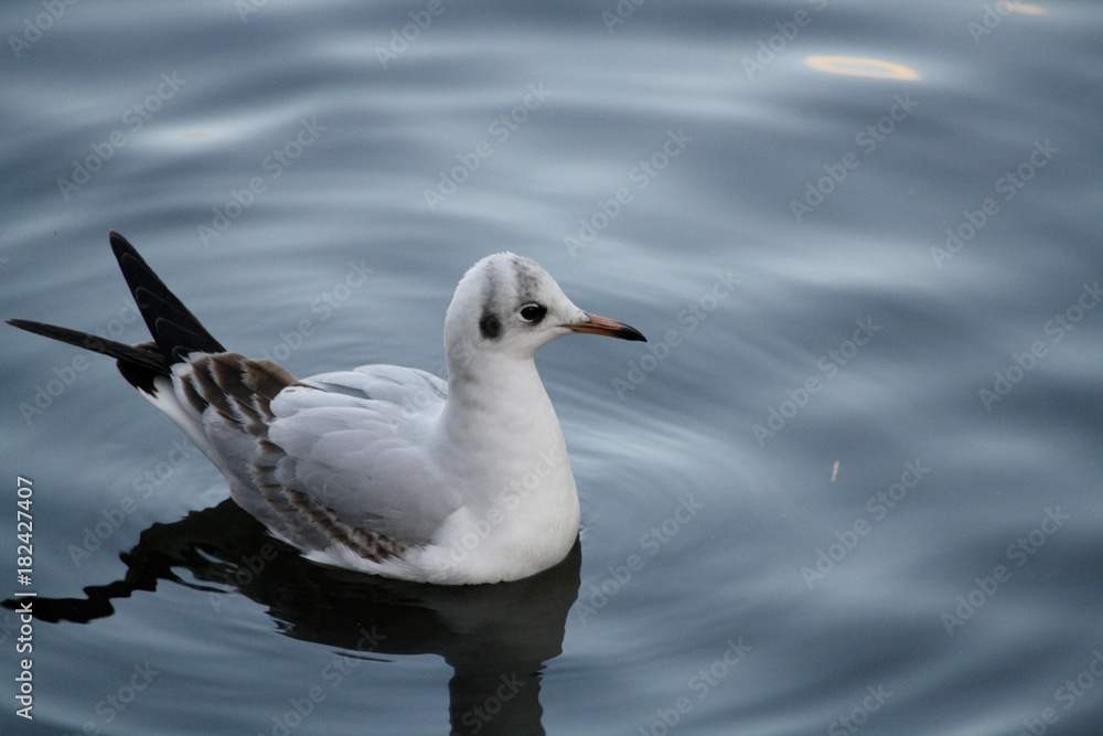 Mouette Mouette