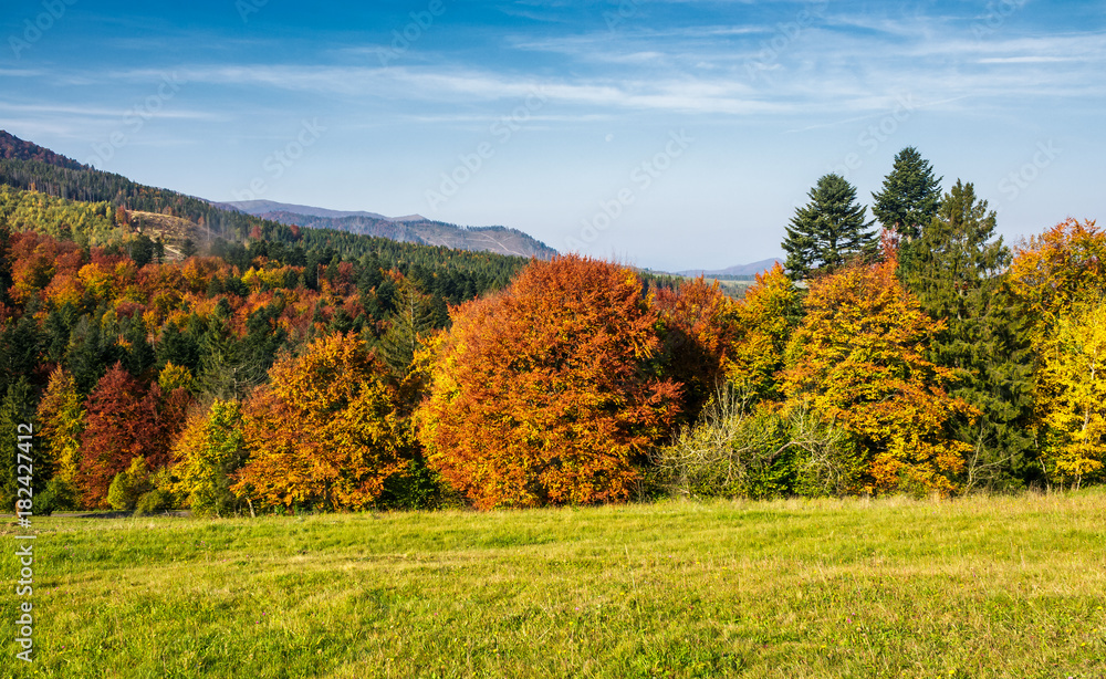 Fototapeta premium forest with red foliage on grassy hillside. beautiful landscape of Carpathian mountains in autumn