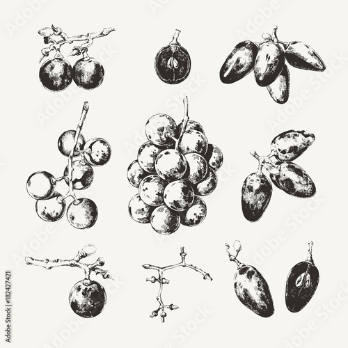 Collection of ink drawn grape