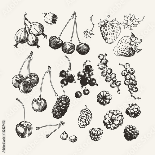 Ink drawn collection of berries