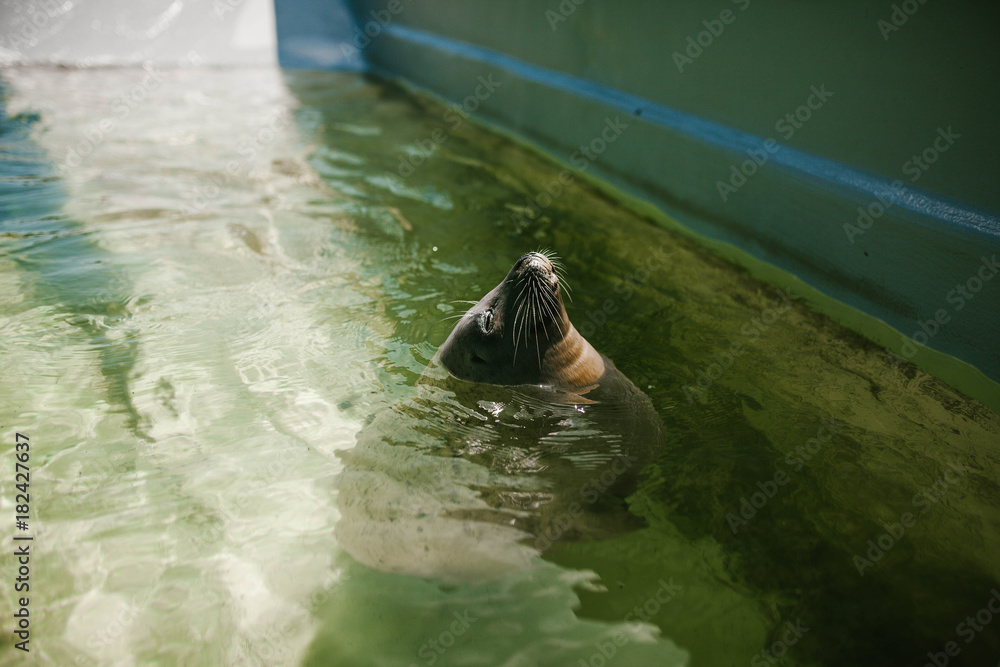 Fototapeta premium Fur seal in water