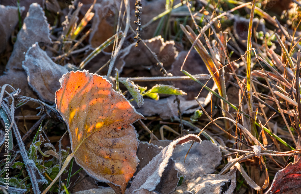 Fototapeta premium fallen foliage on a green grass covered with frost. lovely autumn nature background