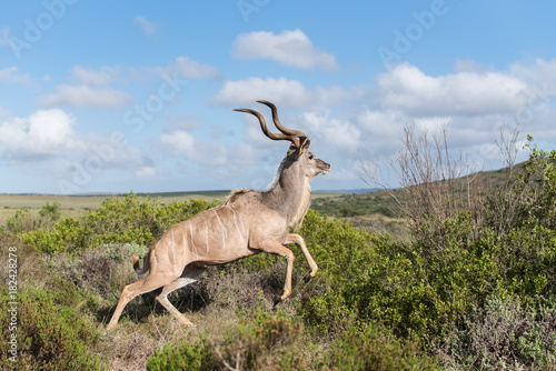 Antilope beim Sprung in freier Wildbahn in S  dafrika.