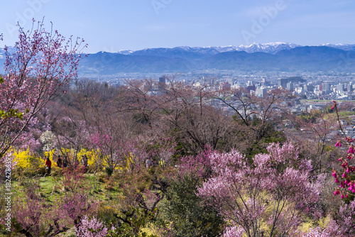 Cherry-blossom trees (Sakura) and many kinds of flowers in Hanamiyama park and Fukushima cityscape, in Fukushima, Tohoku area, Japan. The park is very famous Sakura view spot