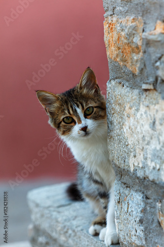 Cat peeping behind the wall of a house in Chora, Symi Town, Symi, Dodecanese, South Aegean, Greece photo