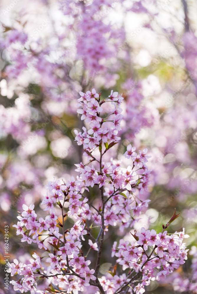 Japanese cherry Blossom (Sakura tree) spring season or hanabi season in japan, outdoor garden background