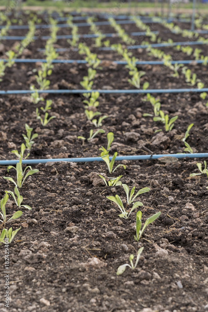 Grow up young salad rows of agricultural farming field, landscape Grow up young salad rows of agricultural farming field, landscape