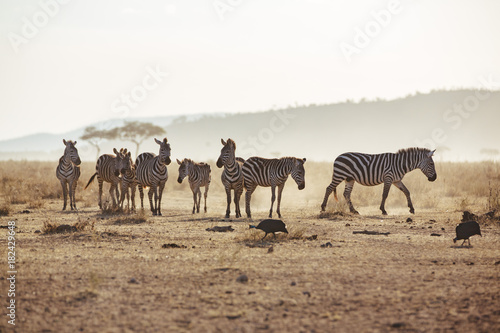 Photography Serengeti Migration