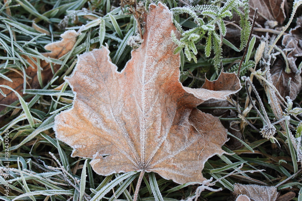 Winter morning texture. Beautiful frozen brown leaf, copy space. Minimalism effect